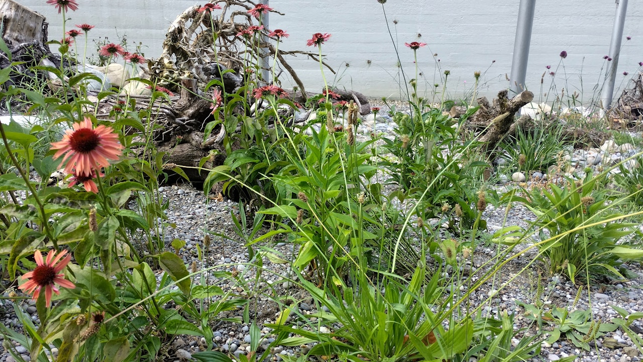 Anche un’area con ghiaia può offrire uno spazio vitale alle piante che tollerano la siccità.
