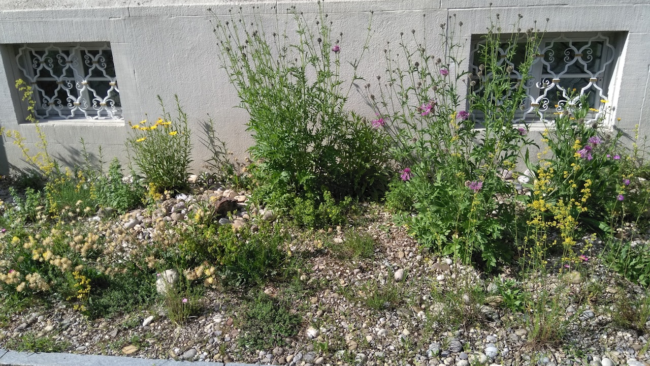 Naturnah gestaltete Rabatte sind Lebensraum für viele Insekten und Tiere.