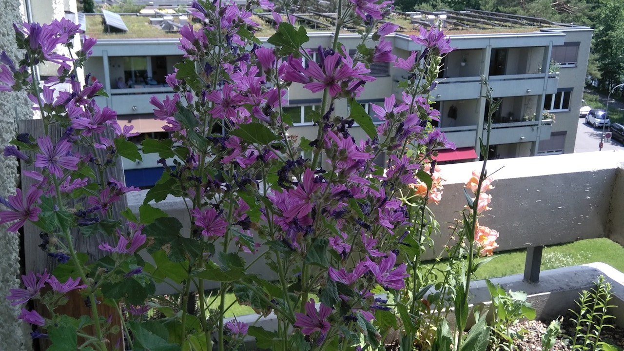 Un rebord de fenêtre planté de plantes sauvages favorise la diversité des espèces directement dans une zone habitée.