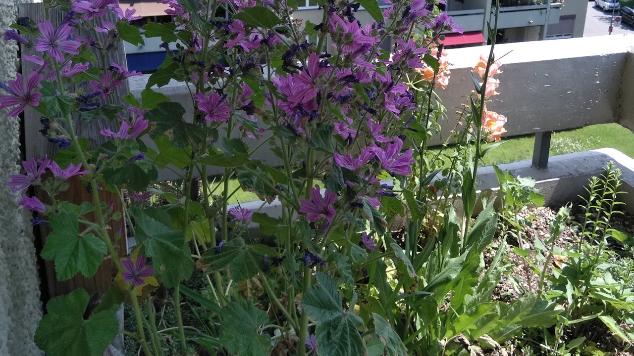 Un davanzale con piante selvatiche promuove la diversità delle specie direttamente nello spazio abitativo.