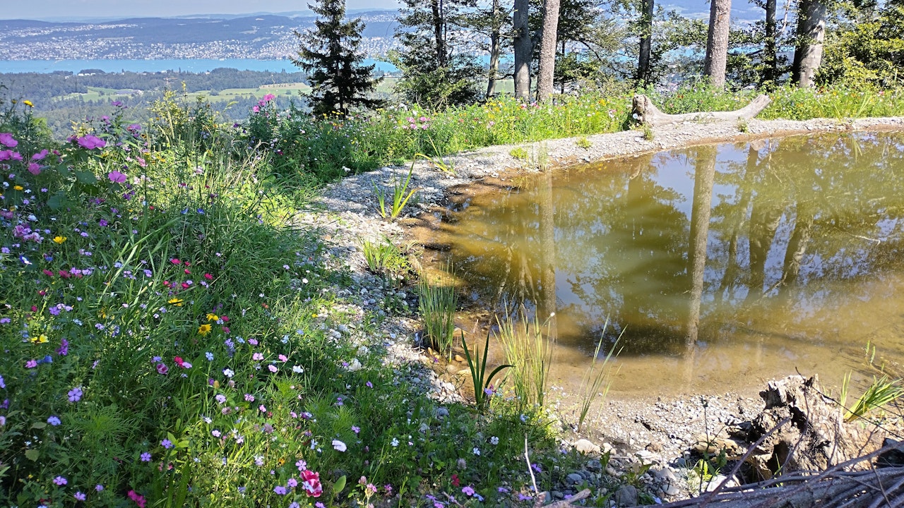 Ein Tümpel ist ein Hotspot der Biodiversität.