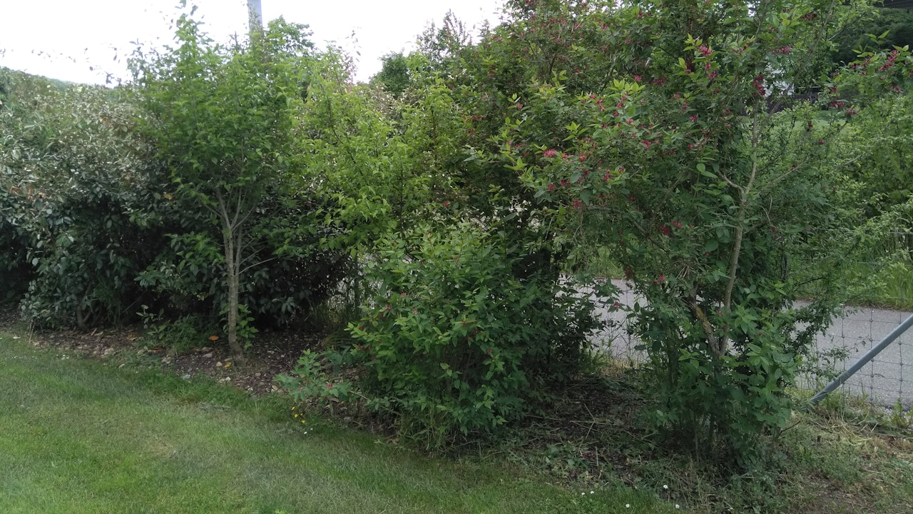 Contrairement à une haie taillée, une haie sauvage offre plus de possibilités pour un développement naturel.