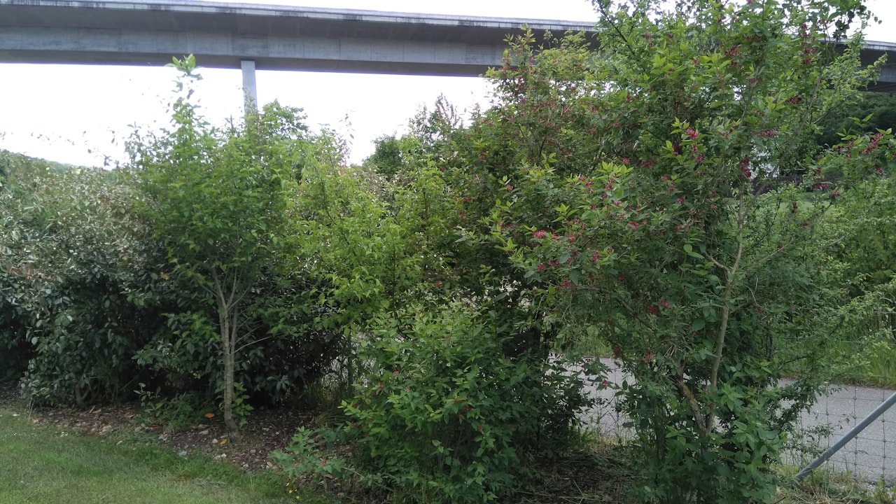 Im Gegensatz zur Schnitthecke bietet die Wildhecke mehr Raum für natürliche Entwicklung.
