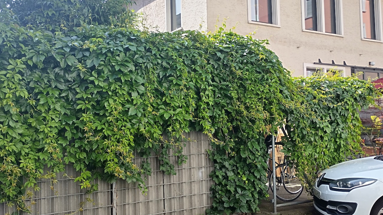 Nicht nur Hausdächer, sondern auch Unterstände und Garagen lassen sich begrünen.