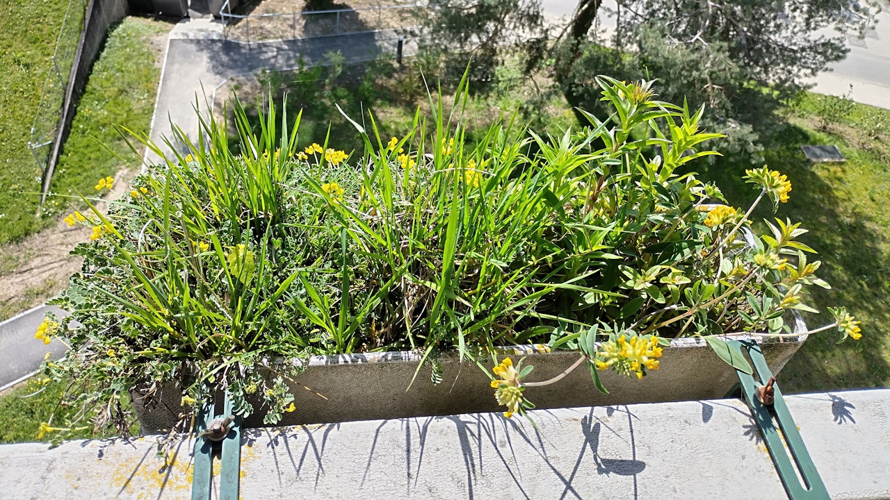 Même sur un balcon, il est possible de créer un point de biodiversité.