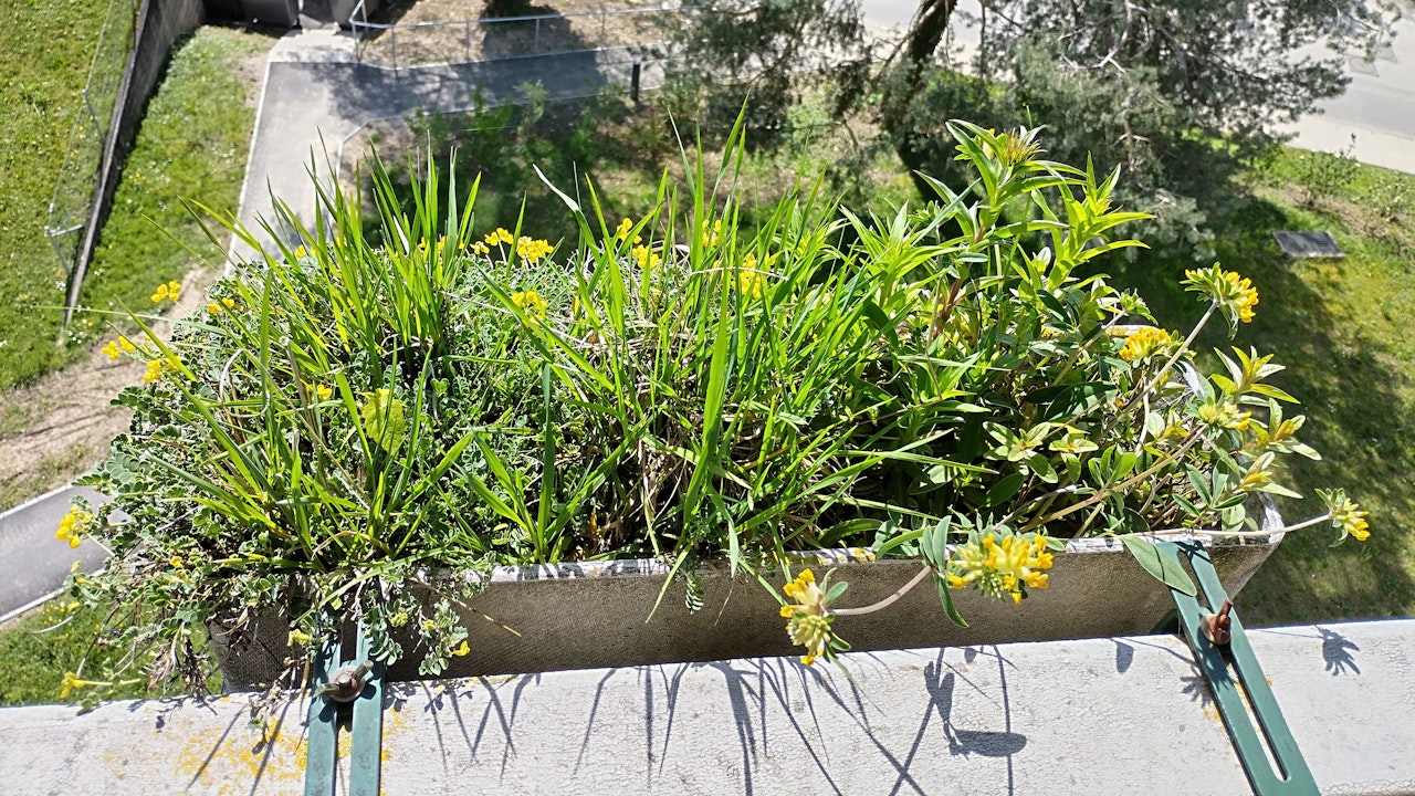 Même sur un balcon, il est possible de créer un point de biodiversité.