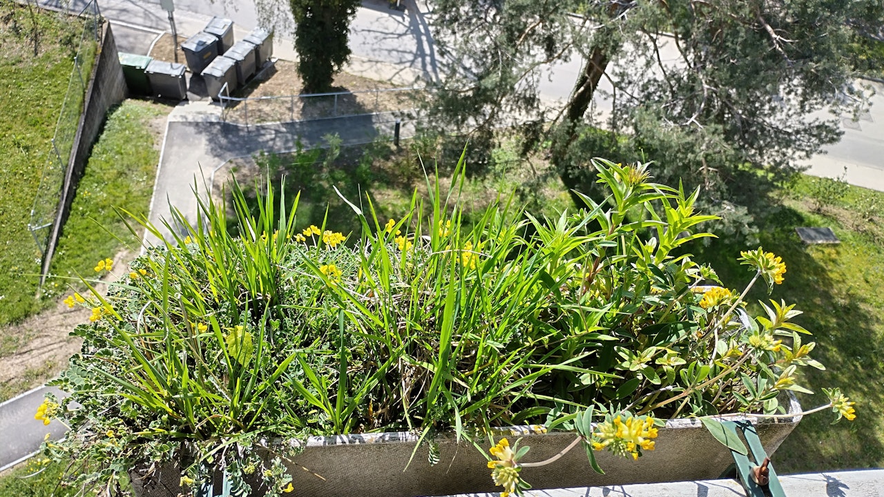 Bereits ein Blumentopf kann zum Trittstein werden.