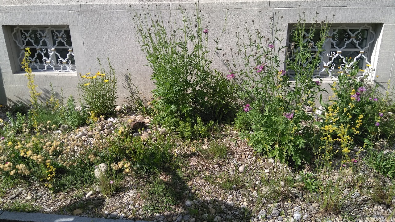 Blühende Ruderalfläche am Wegrand: wertvoller Lebensraum für Insekten, fördert Biodiversität und verschönert den Siedlungsraum.