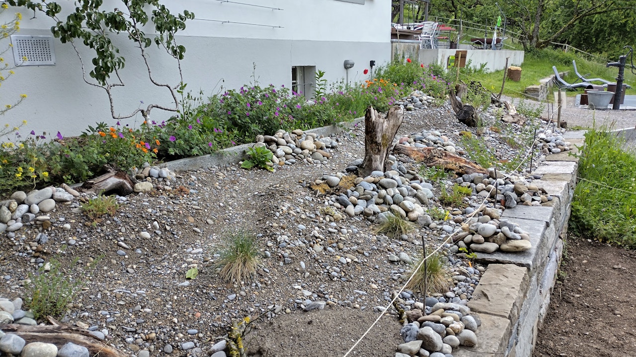 Sonnige Vorgärten und Rabatte eignen sich ideal für Ruderalflächen.