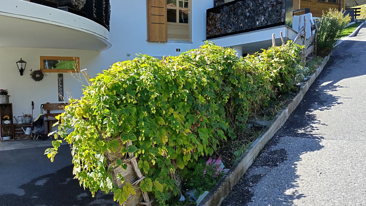 Les clôtures envahies par la végétation deviennent des éléments d’aménagement vivants dans le jardin et autour de la maison.