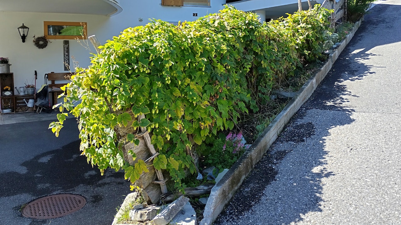 Überwachsene Zäune werden zu lebendigen Gestaltungselementen im Garten und rund ums Haus.