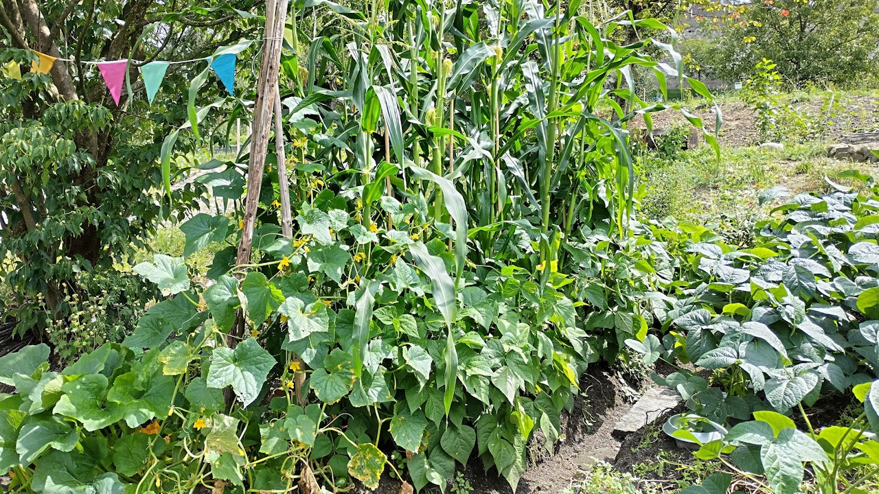 Mais, Stangenbohnen und Kürbis – ein traditioneller Mischanbau, der Boden, Biodiversität und Ertrag im Nutzgarten fördert.