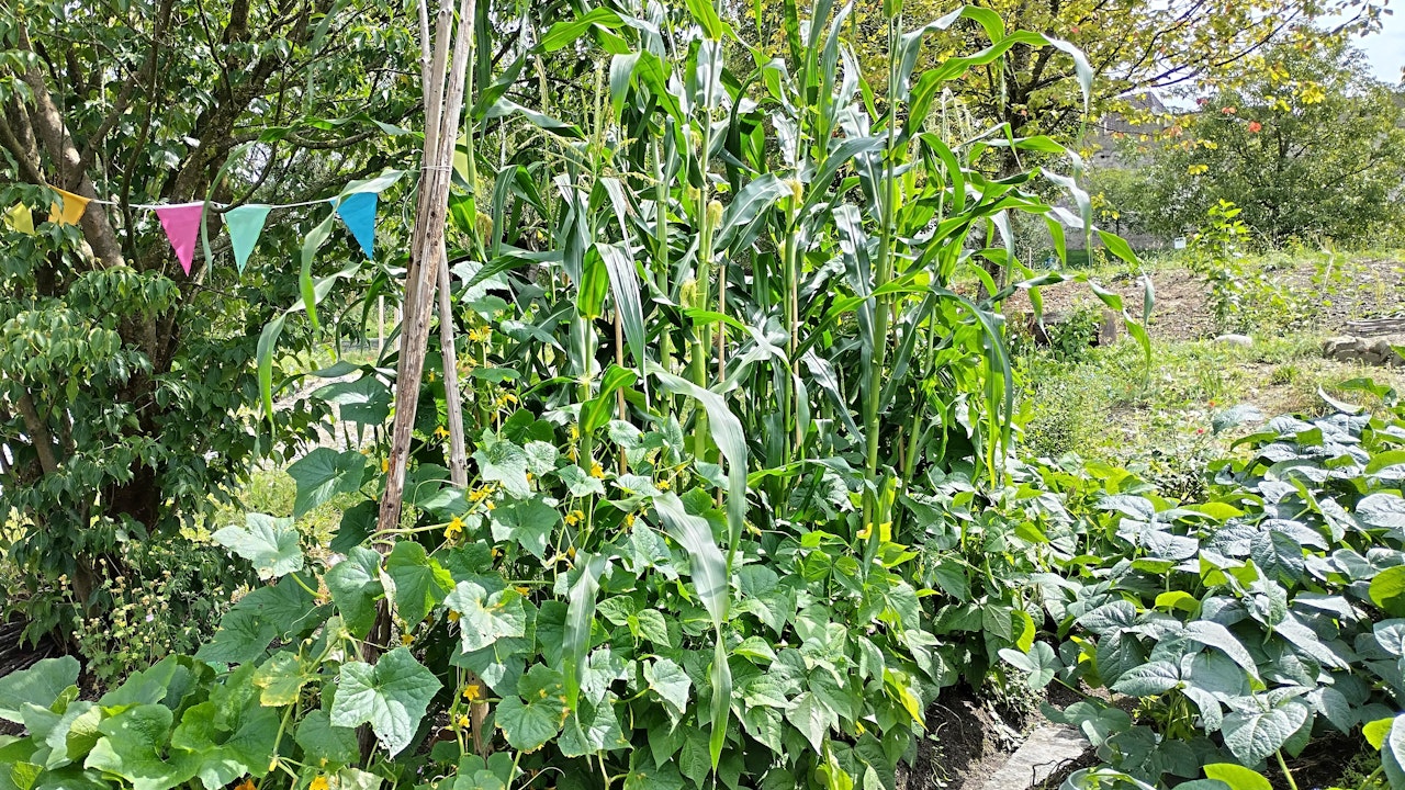 Mais, Stangenbohnen und Kürbis – ein traditioneller Mischanbau, der Boden, Biodiversität und Ertrag im Nutzgarten fördert.