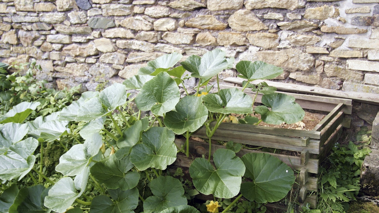 Le compost est un engrais idéal pour les légumes.