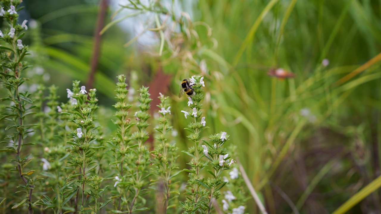 Wenn Kräuter blühen, erfreuen sie das Auge – und bieten Bienen, Schmetterlingen und anderen Insekten wertvolle Nahrung.