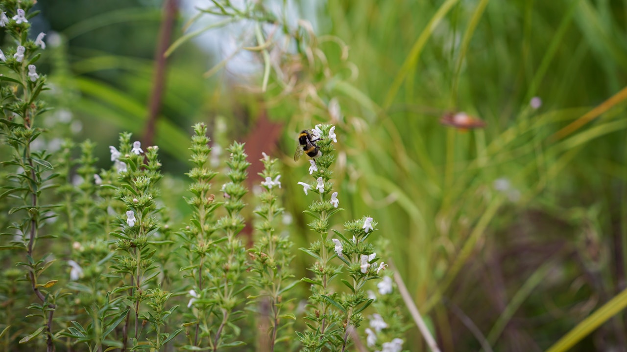 Wenn Kräuter blühen, erfreuen sie das Auge – und bieten Bienen, Schmetterlingen und anderen Insekten wertvolle Nahrung.
