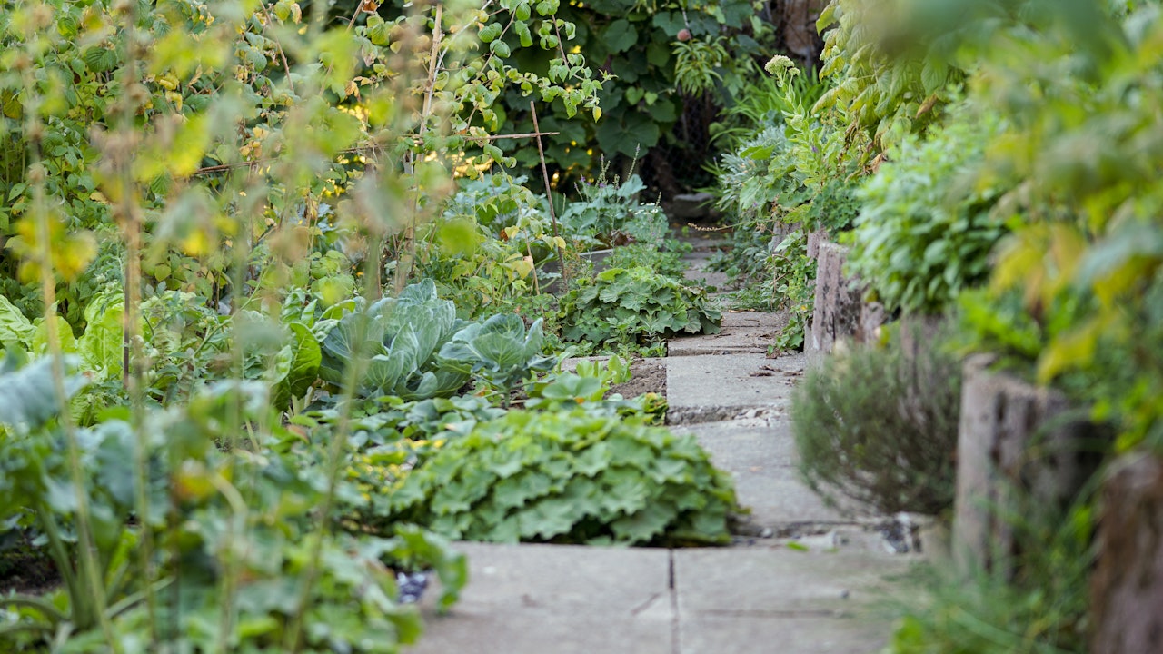 Ein vielfältiger Gemüsegarten erfreut Mensch und Tier – er liefert frische Nahrung, Lebensraum und fördert die Biodiversität.