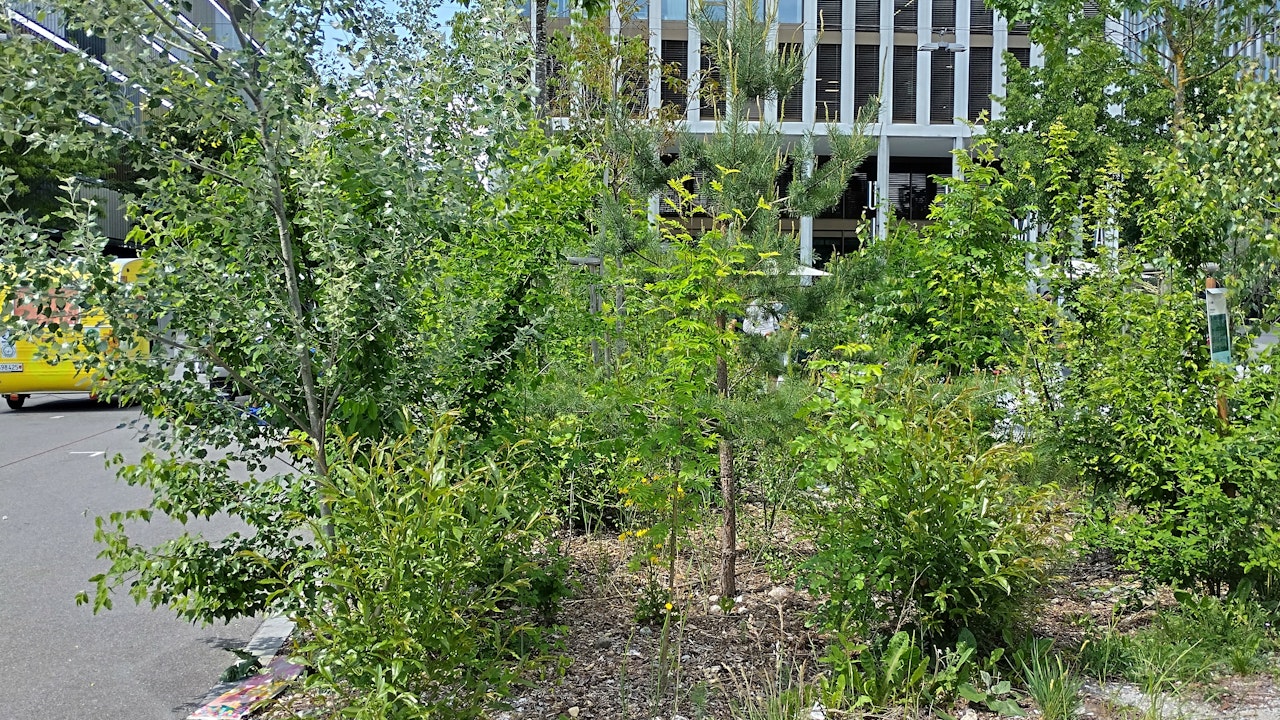Kleine wilde Ecken bringen Farbe und Leben zwischen graue Firmengelände und fördern die Biodiversität.