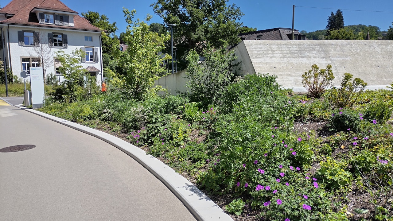Blühende Rabatten sind wertvolle Nahrungsquellen für Insekten, Wildbienen und Schmetterlinge.