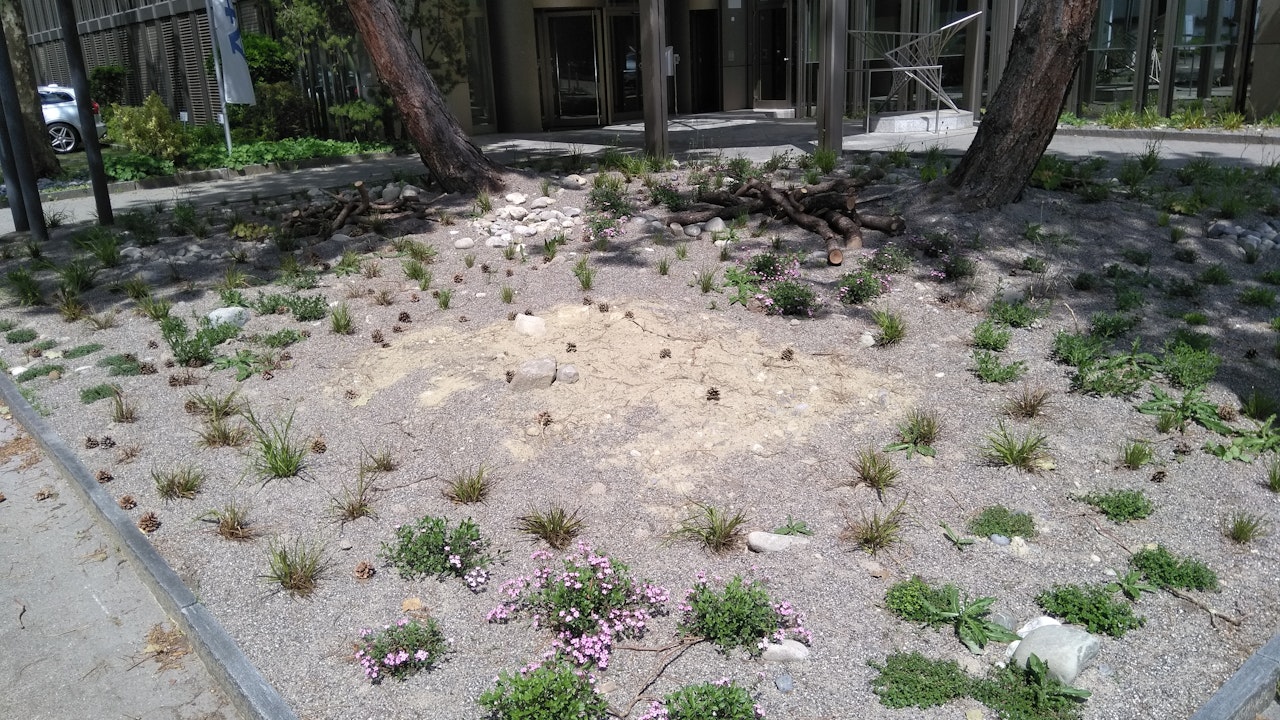 Hier werten biodiverse Flächen den Eingangsbereich des Unternehmens auf.