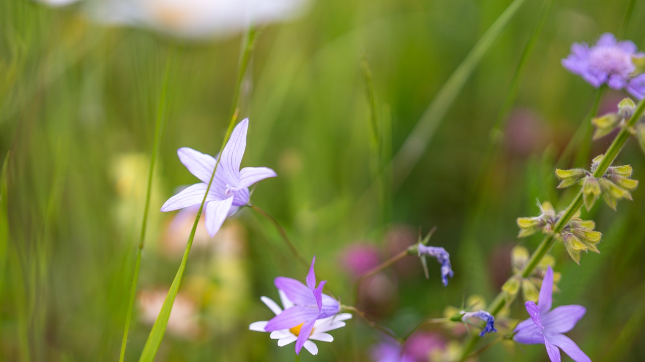 Eine Blumenwiese in voller Blüte – ein Paradies für Bienen, Schmetterlinge und andere Insekten.