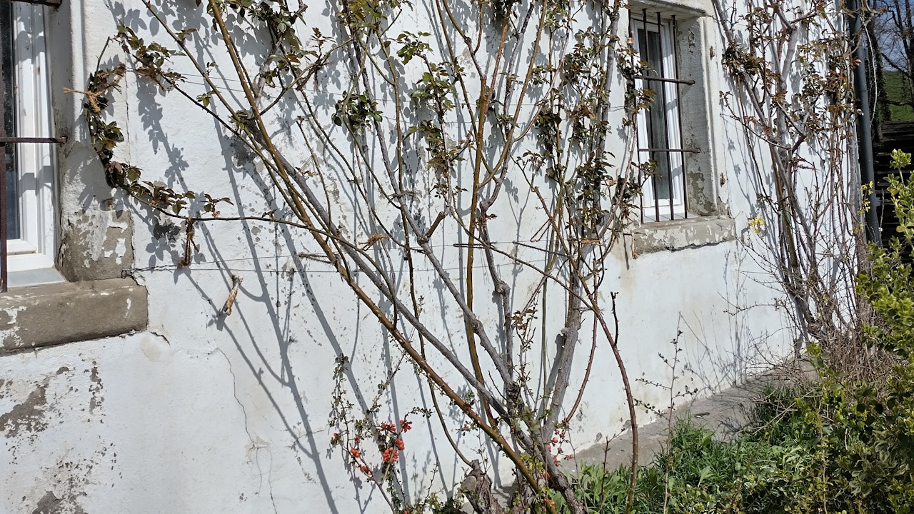 Fassadenbegrünung mit Spalierobst verbindet Ästhetik und Nutzen – sie spendet Schatten, liefert Früchte und fördert Biodiversität.