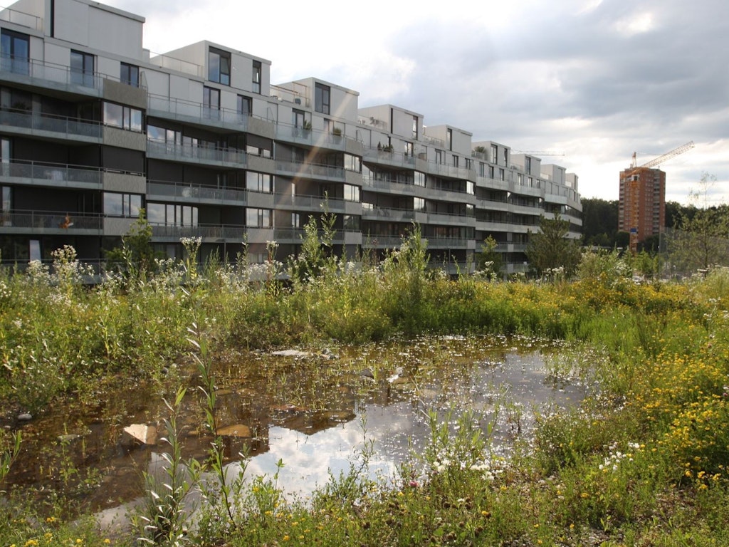 Dieser neu angelegte Teich im Weissensteinpark dient Bergmolch und Erdkröte als wichtiger Laichplatz im Siedlungsraum.