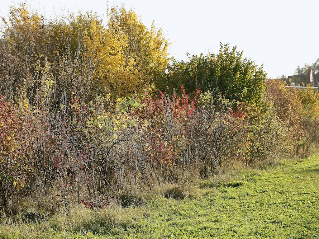 Wildhecken, wie diese im Weissensteinpark, dienen Tieren als Vernetzungskorridor, Futterquelle und Rückzugsmöglichkeit.