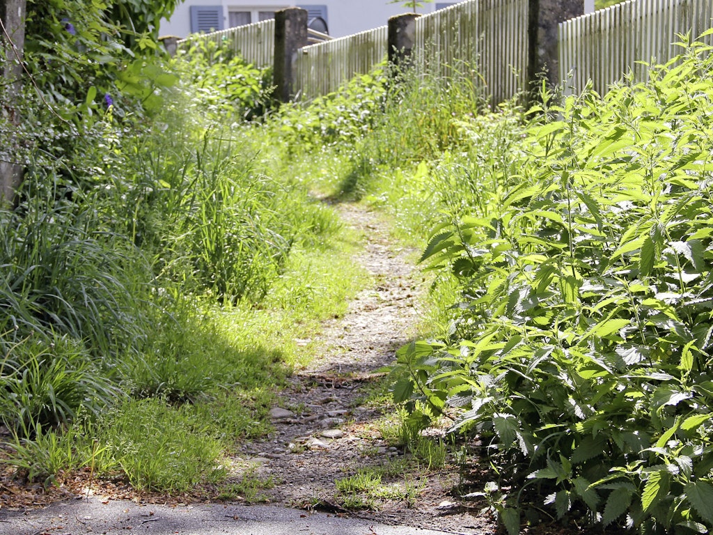 Brennnesselsaum entlang eines Wegs mit Trittflur und Wiese.