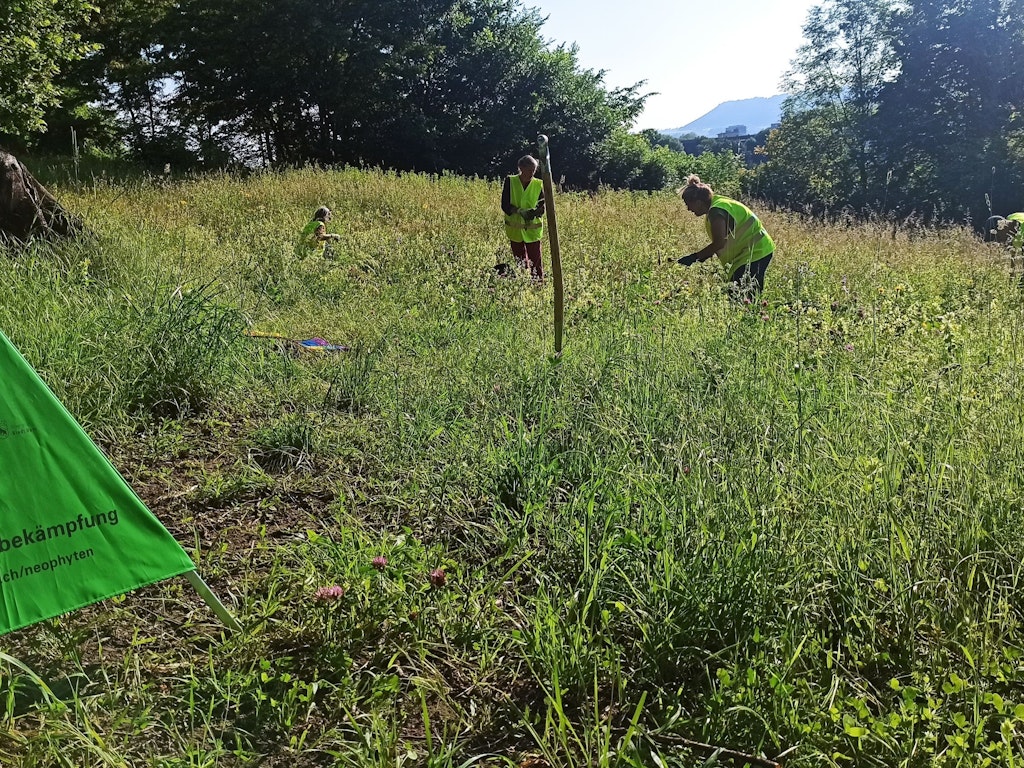 Freiwillige bei der Bekämpfung von invasiven Neophyten in der Inneren Enge.