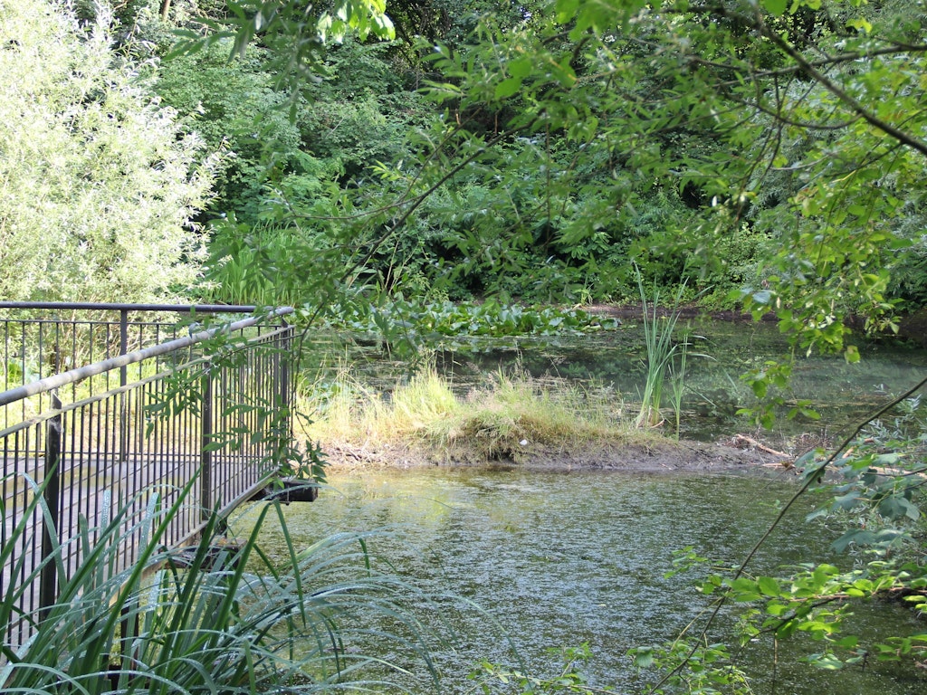 Im Teich des Gaswerkareals konnte sich der stark bedrohte Kammmolch bis heute halten.