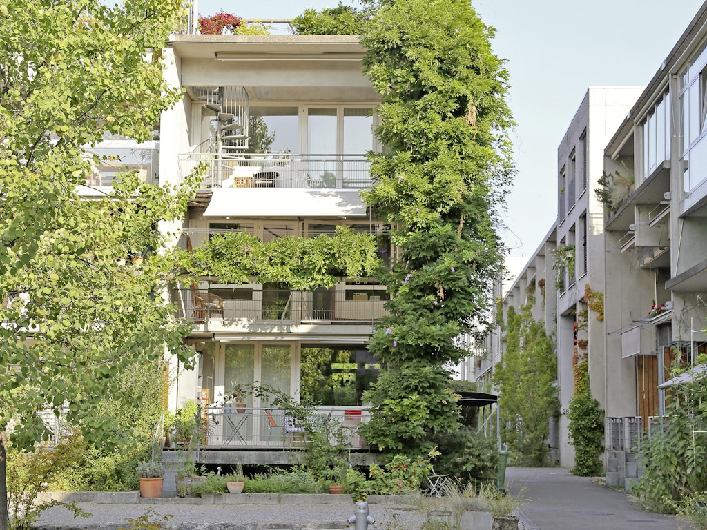 Hier in Baumgarten schafft die Glyzinie eine ökologische Verbindung zwischen dem Boden, den Balkonen und dem Dach.