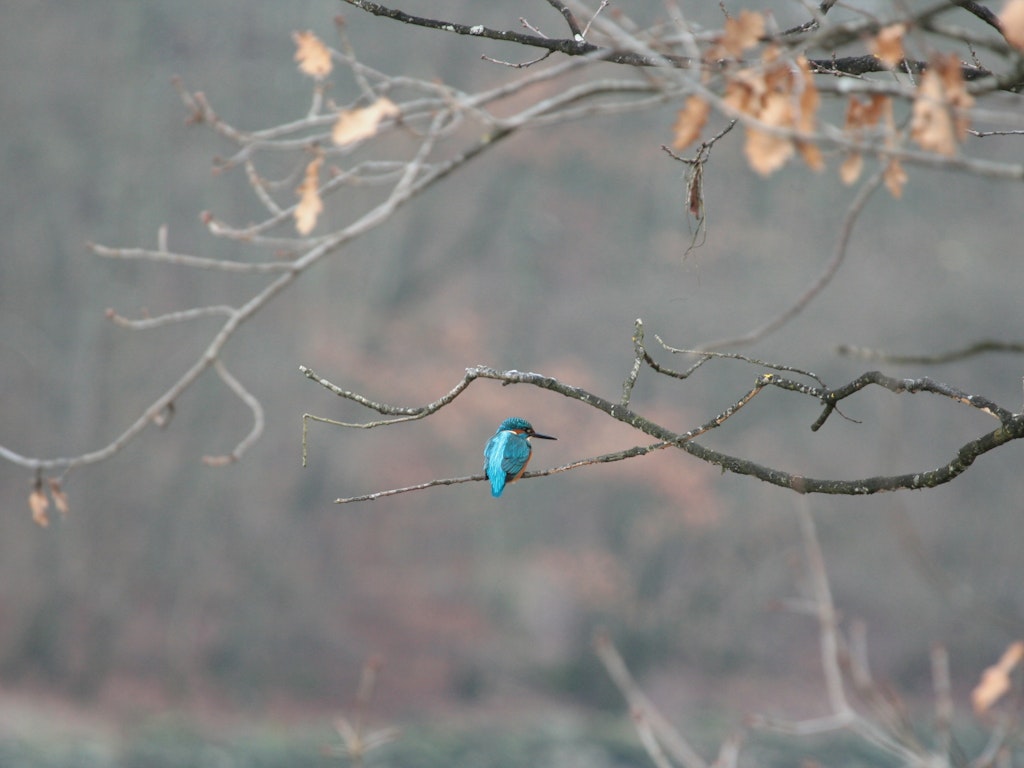 In den verschiedenen Teichen im Elfenaupark findet der Eisvogel genügend Nahrung.