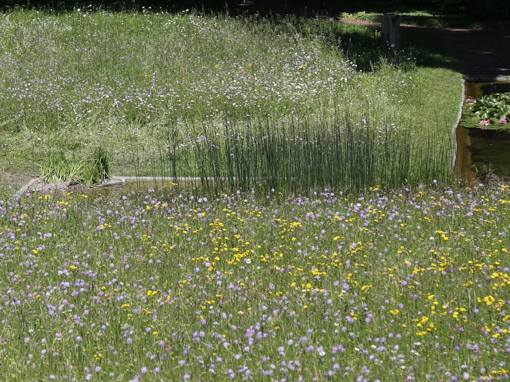 Der Bremgartenfriedhof bietet Zahlreichen Tier- und Pflanzenarten einen Lebensraum.