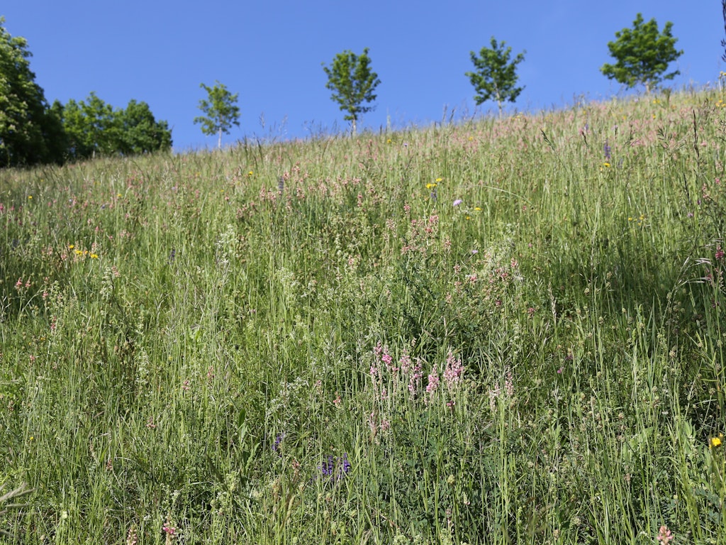 Der Aargauerstalden ist eine Trockenwiese von nationaler Bedeutung und beherbergt seltene Orchideenarten. Er wird von Stadtgrün Bern entsprechend gepflegt und unterhalten.