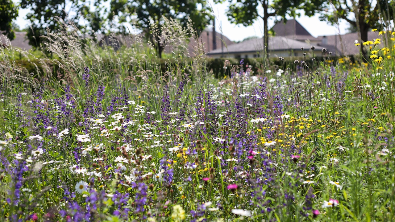 Les prairies fleuries constituent des relais essentiels pour les insectes tels que les abeilles sauvages et les papillons.