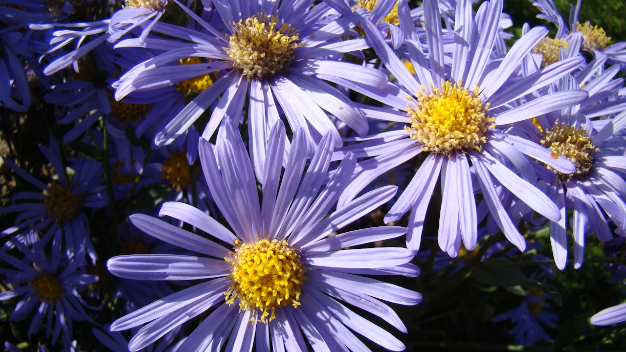 Die Berg-Aster ‘King George’ ist trockenheitsverträglich und punktet mit ihrer späten Blütezeit.