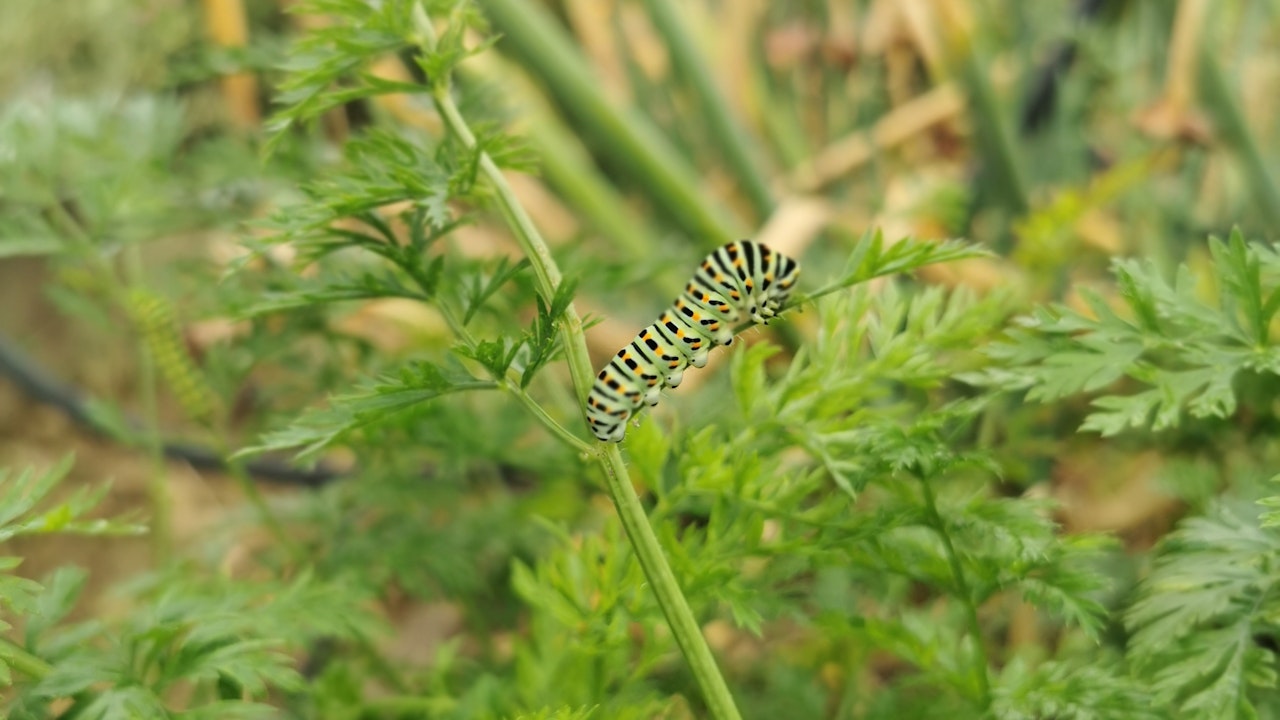 Die Rüebliraupe als Vorbote des prächtigen Schwalbenschwanzes ist ein gern gesehener Gast.