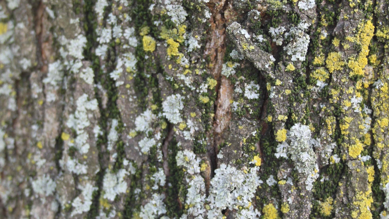 Borken (wie die der Weissen Maulbeere) sind wichtige Mikrohabitate – besonders für kleine Tiere, Pilze und Pflanzen.