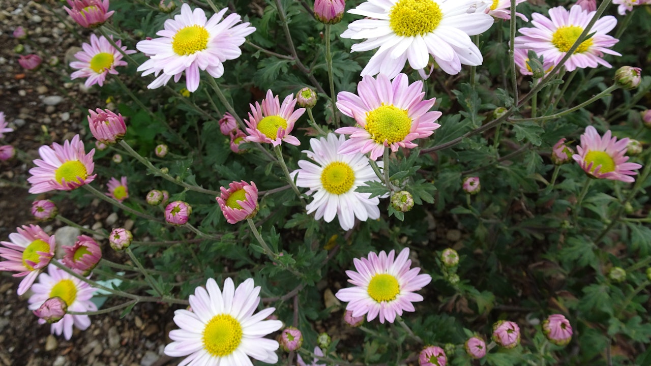 Einfach blühende Garten-Chrysantheme ‘Hebe’