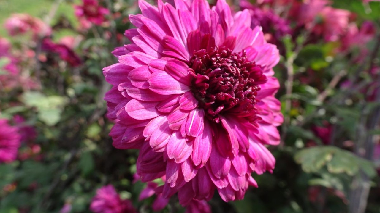 Gefüllt blühende Garten-Chrysantheme ‘Feuerzauber’
