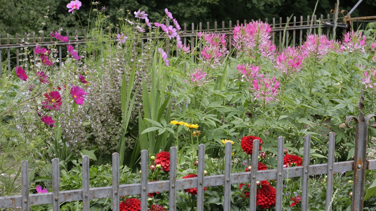 Der Bauerngarten ist mehr als Gemüsegarten – er ist ein lebendiges Netzwerk aus Pflanzen, Tieren, Lebensräumen und Kulturgeschichte.