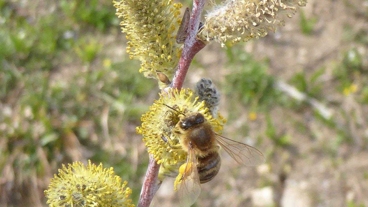 Früh blühende Weidenkätzchen liefern wertvolle Nahrung für Wildbienen und unterstützen die Biodiversität im Siedlungsraum.