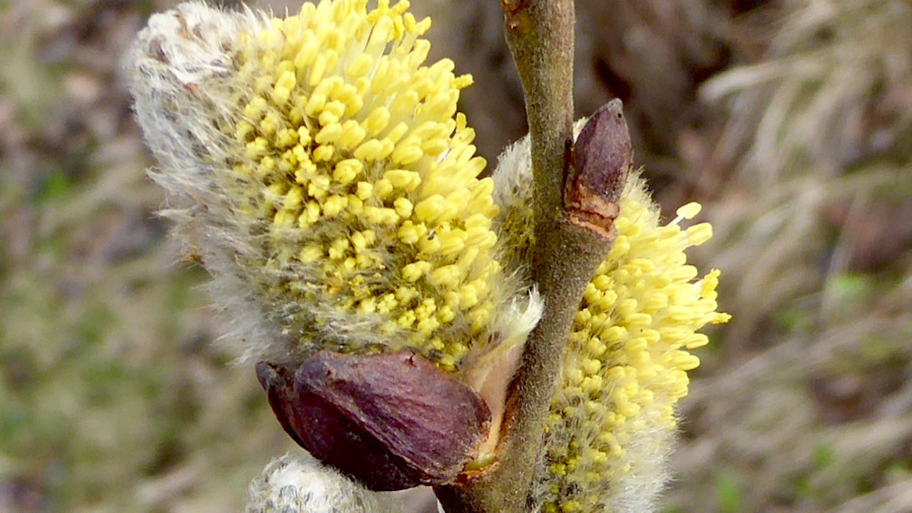 Die einheimische Sal-Weide (Salix caprea) ist das Zuhause vieler Schmetterlingsraupen.