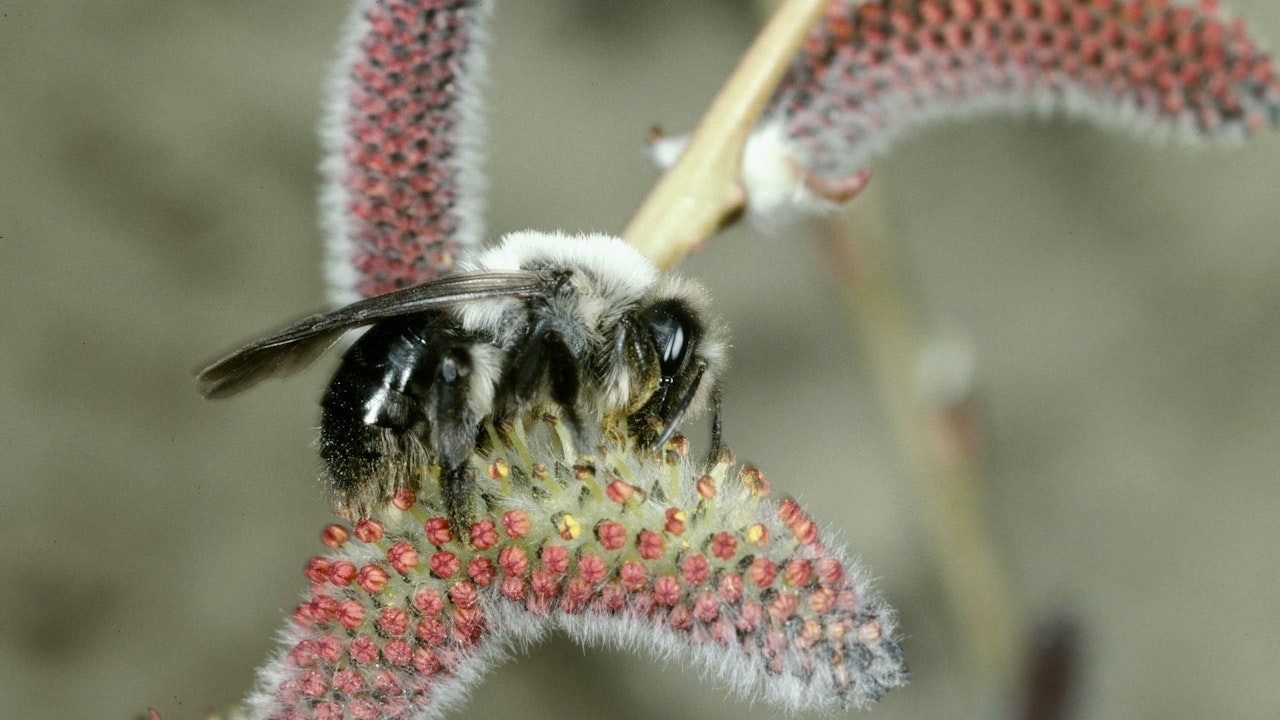 Die Weiden-Sandbiene sammelt an den roten Kätzchen der Purpur-Weide (Salix purpurea).