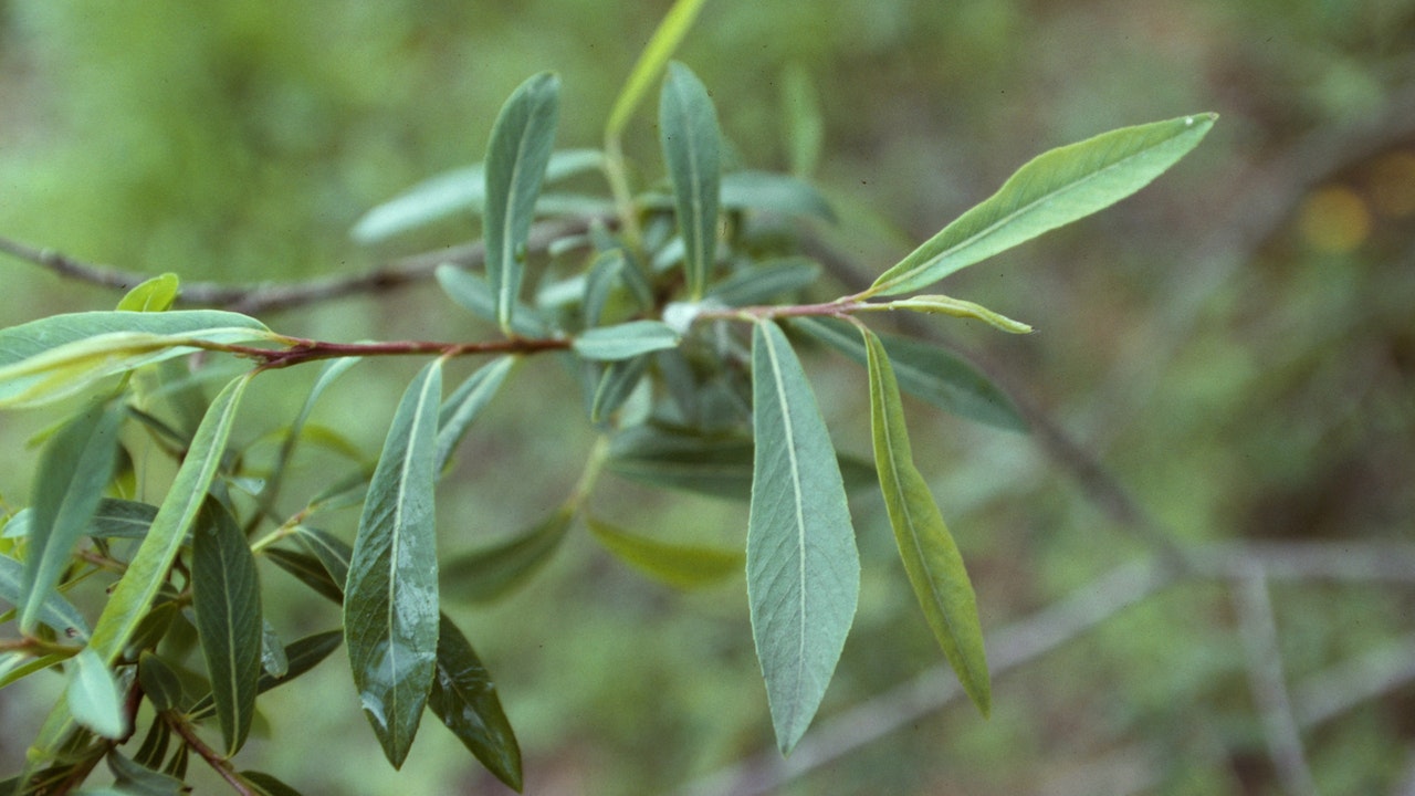 Die einheimische Purpur-Weide (Salix purpurea) wächst schnell und kann bis zu 6 Meter hoch werden.