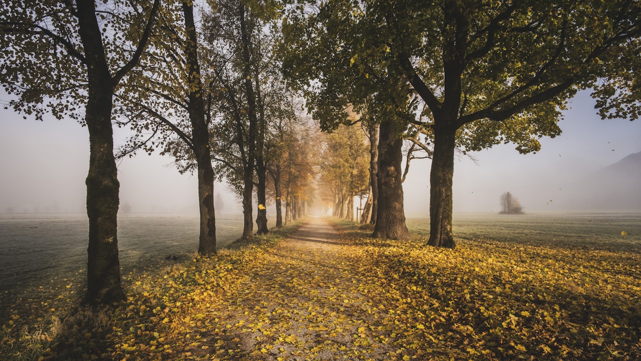 In vielen Glaubenstraditionen gelten Bäume und Naturstätten als heilig.