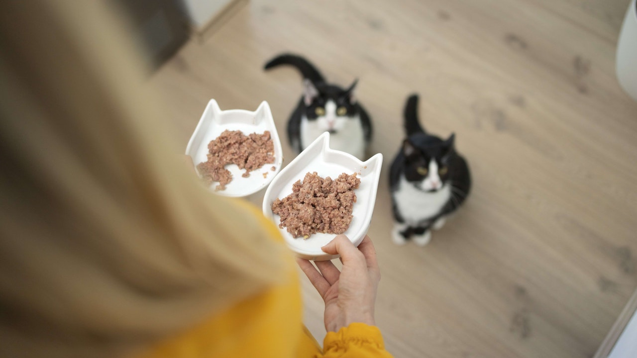 Studien zeigen: Katzen mit fleischhaltigem Futter haben einen geringeren Jagdtrieb.