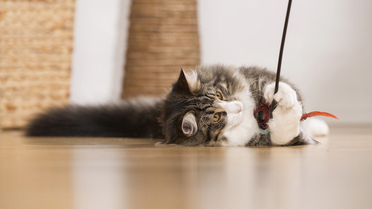 Katzenspiel statt Jagd: Regelmässige Beschäftigung hilft, den Jagdtrieb zu vermindern und die Biodiversität zu schützen.