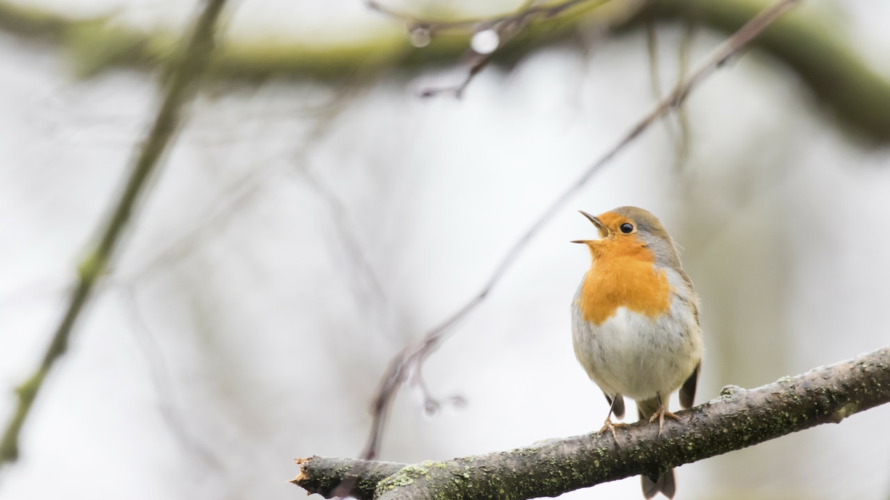 Das Rotkehlchen (Erithacus rubecula) ist bei uns ein Wintergast und ein farbiger Blickfang in der sonst kahlen Natur.